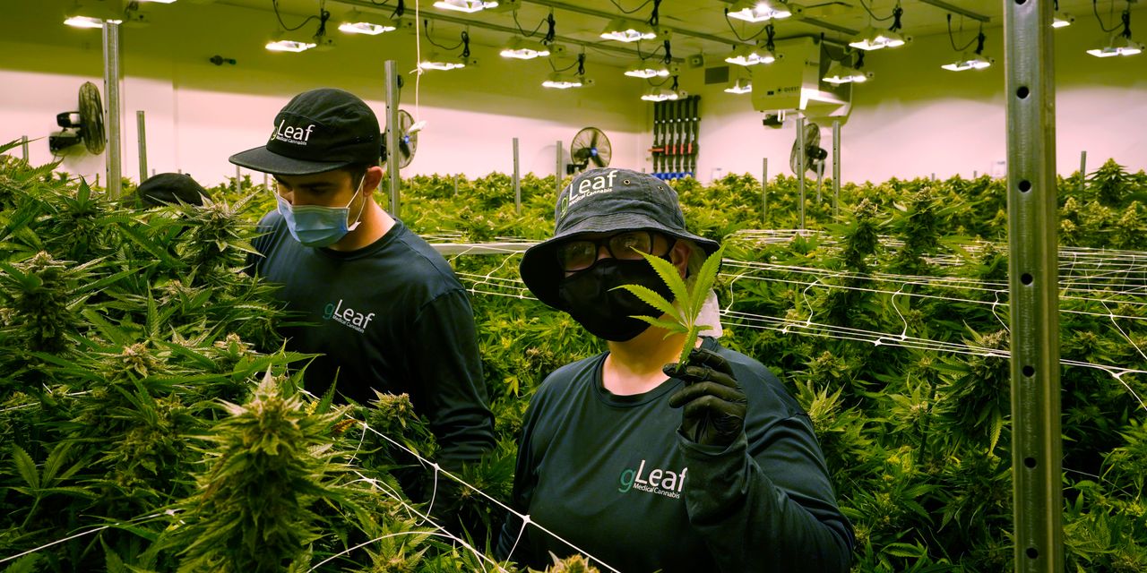 A Garden Supply Stock With a Fast-Growing Cannabis Patch – The Wall Street Journal