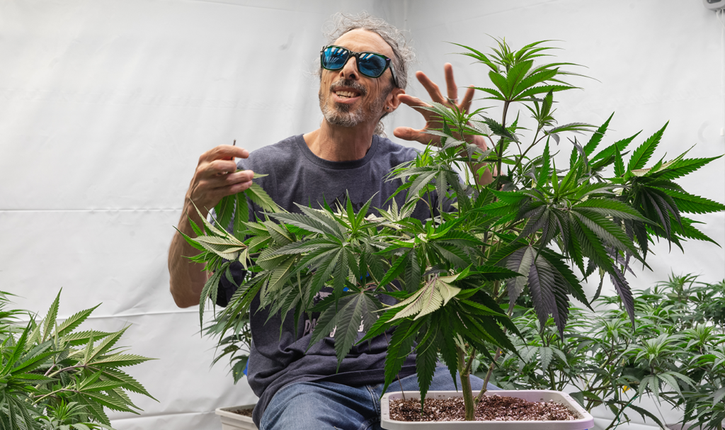 Homegrown Cannabis Co.