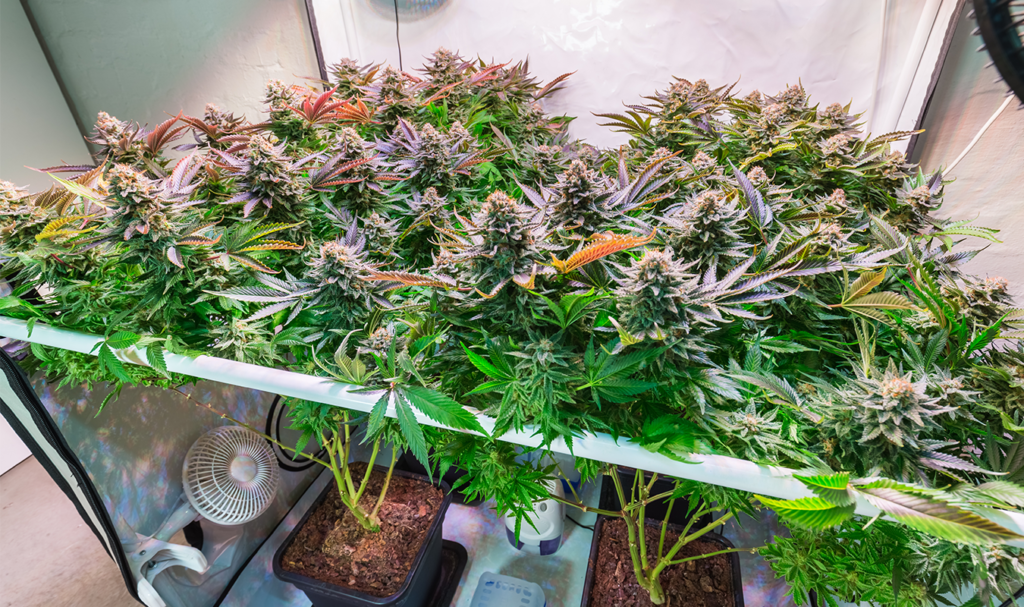 Homegrown Cannabis Co.