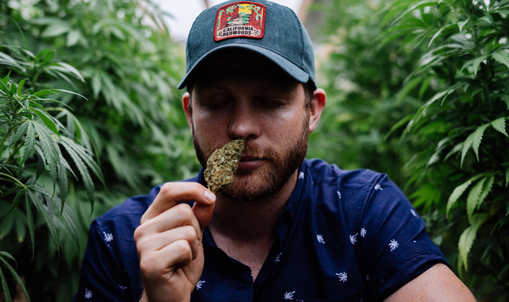 Homegrown Cannabis Co.