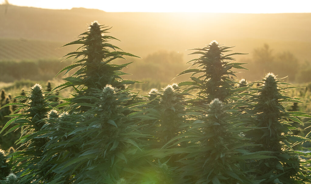 Homegrown Cannabis Co.