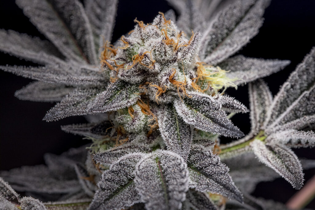 Hava Gardens Garlic Breath (Courtesy Hava Gardens)