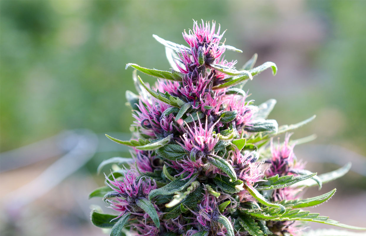 A close up photograph of Pinkleberry in a shallow depth of field shows off the brightly colored tendrils of this floral strain.