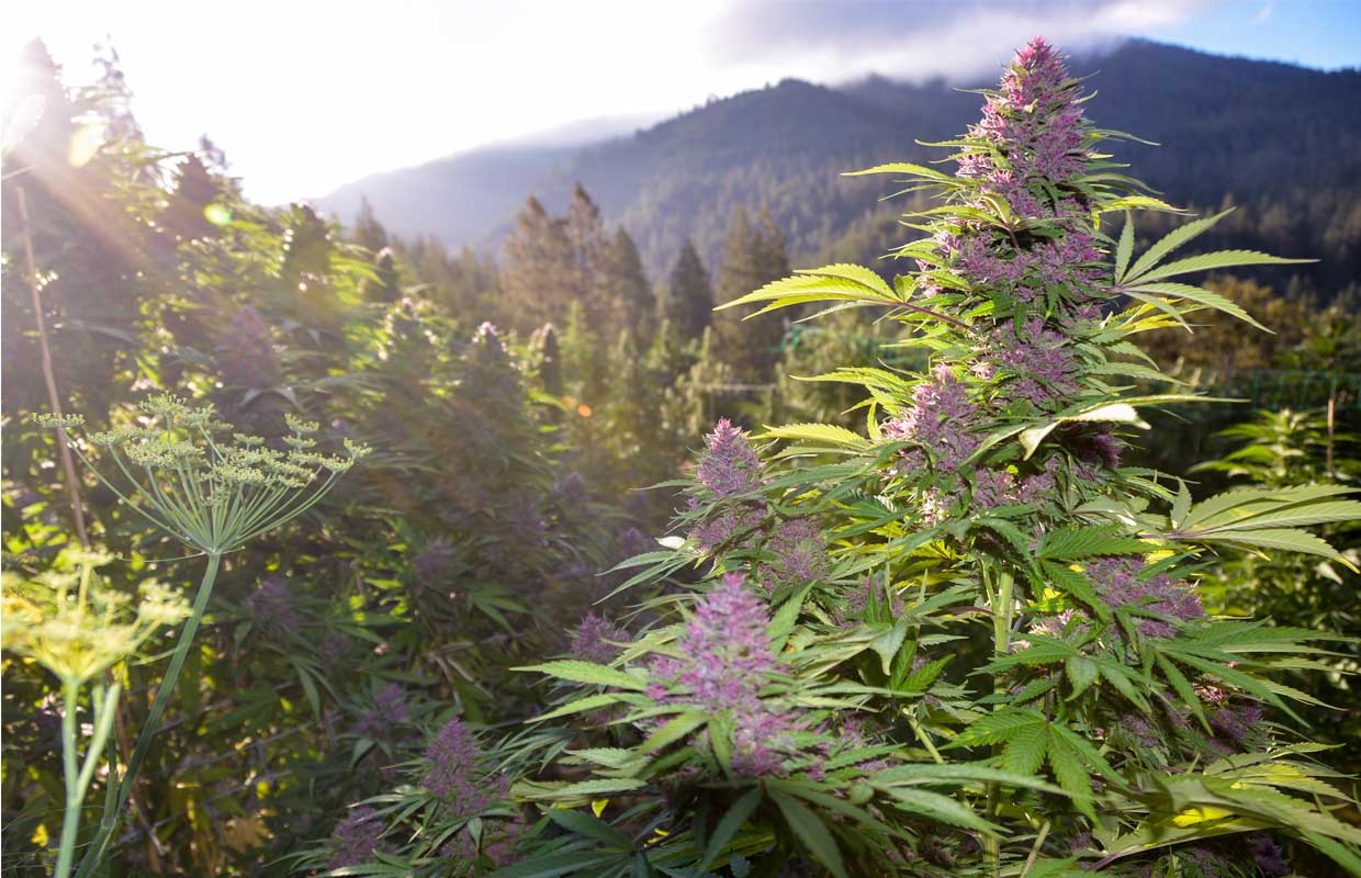 A large purply plant shoots up on a background of Oregonian mountains.