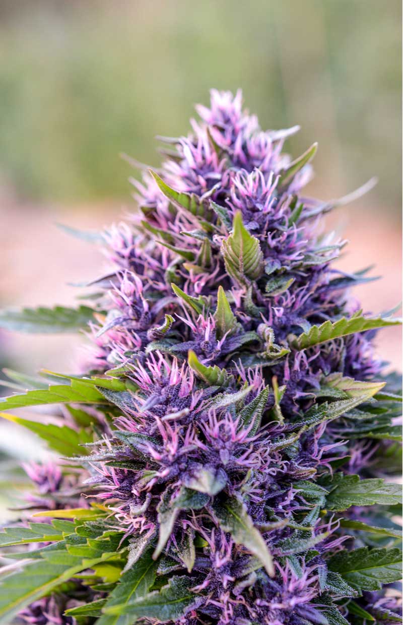 A vibrantly purple plant of Goo Tang from the mountains of Oregon.