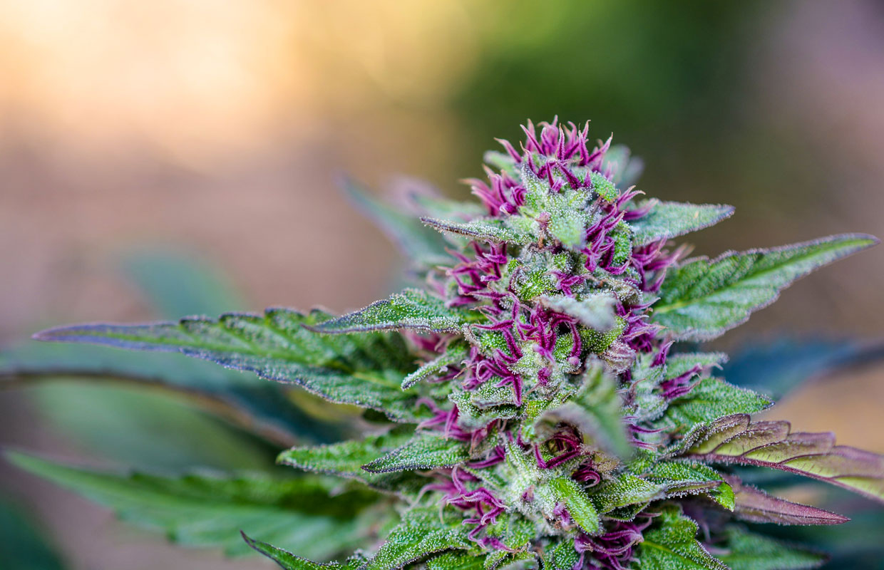 Short purple spikes jut out of green leaves on the Rosebud cannabis plant.