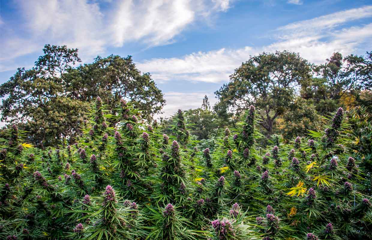 A field of brightly colored Pinkleberry cannabis plants blend in seemlessly with the trees of Oregon.