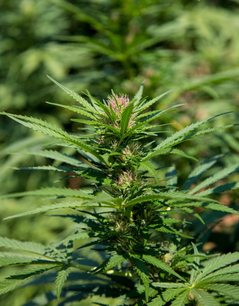 Maui Pineapple (Courtesy Equilibrium Genetics)