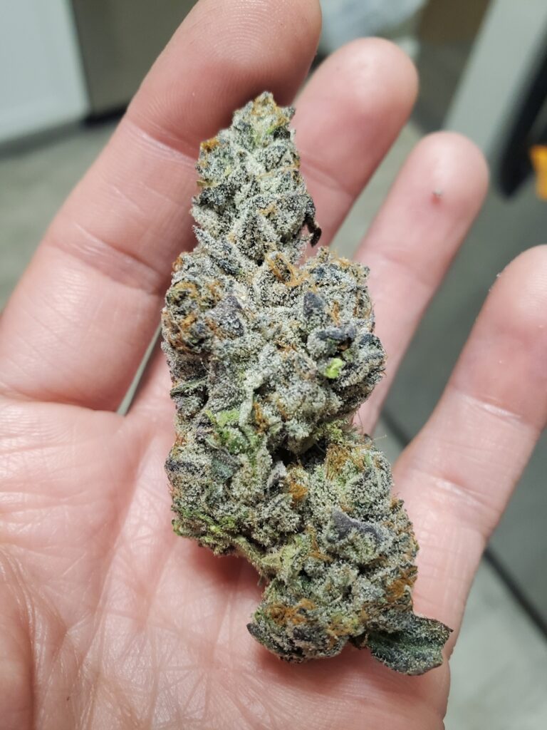 Alien Labs Gemini(Jimi Devine/Leafly)