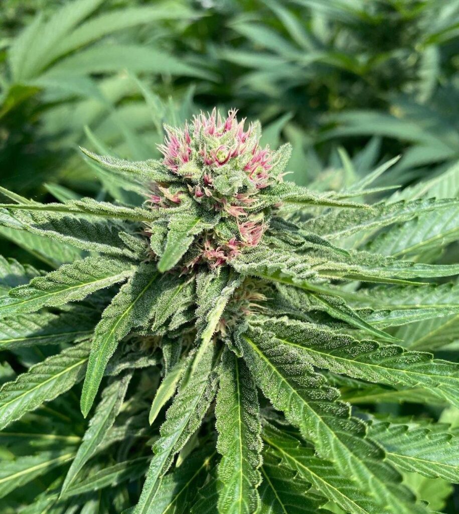 Champaya (Courtesy Symbiotic Genetics)