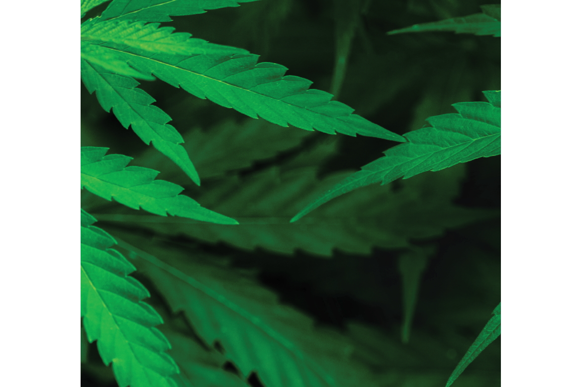 Handling marijuana in the workplace – Rental Management Magazine