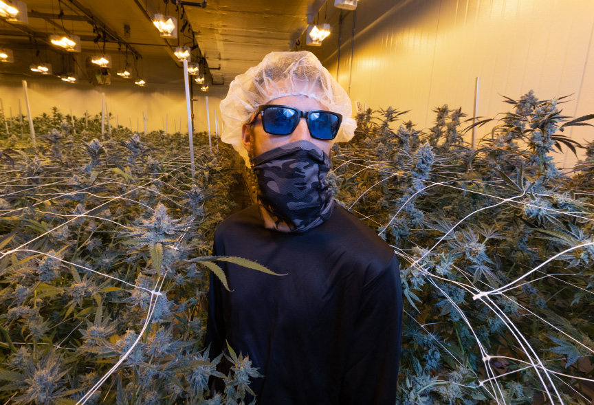 Here’s an inside look at what it takes to grow marijuana on a commercial scale – Hartford Business