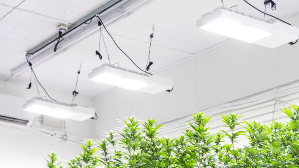 grow lights to LED