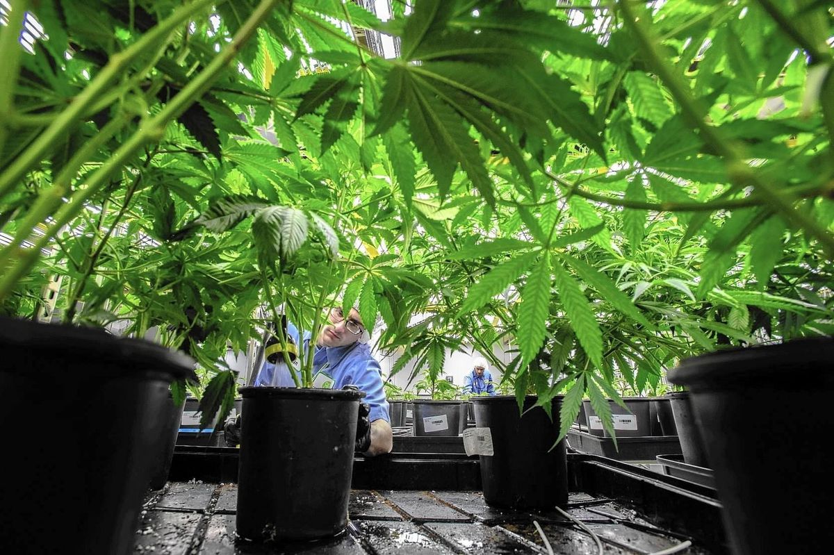 Marijuana legalization has been approved by Connecticut lawmakers. Here are 9 things to know about the bill – Hartford Courant