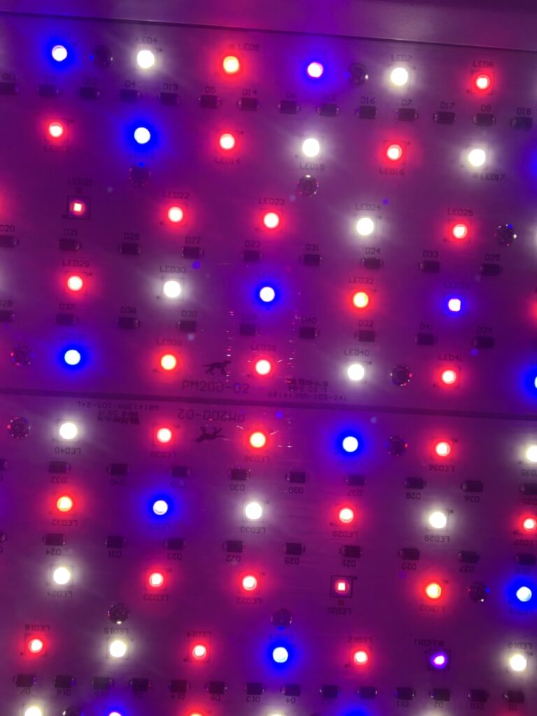 American-assembled in Boulder, CO—Black Dog LED lights are in high demand. (David Downs/Leafly)