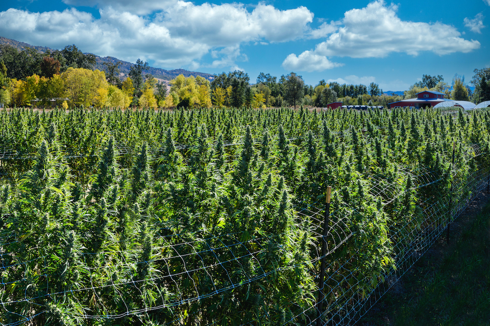 So long, 2021 outdoor season. Up next—awards season. (Photo by CannaPics, courtesy Redwood Remedies)