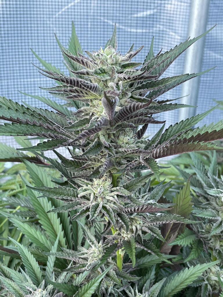 Ridgeline Lantz (Courtesy Ridgeline Farms)