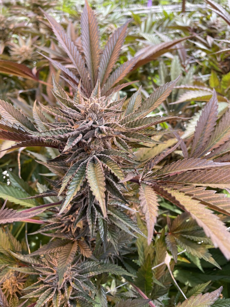 A picture of an Ice Cream Cake flower bud with purple leaves in a Salinas, CA greenhouse at Paradiso Gardens. (Courtesy Paradiso)