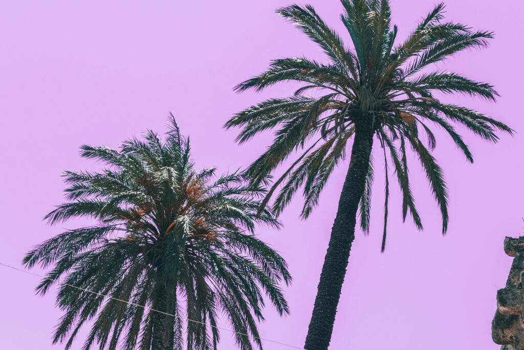 palm trees on pink sky background. minimal and surreal. summer vacation