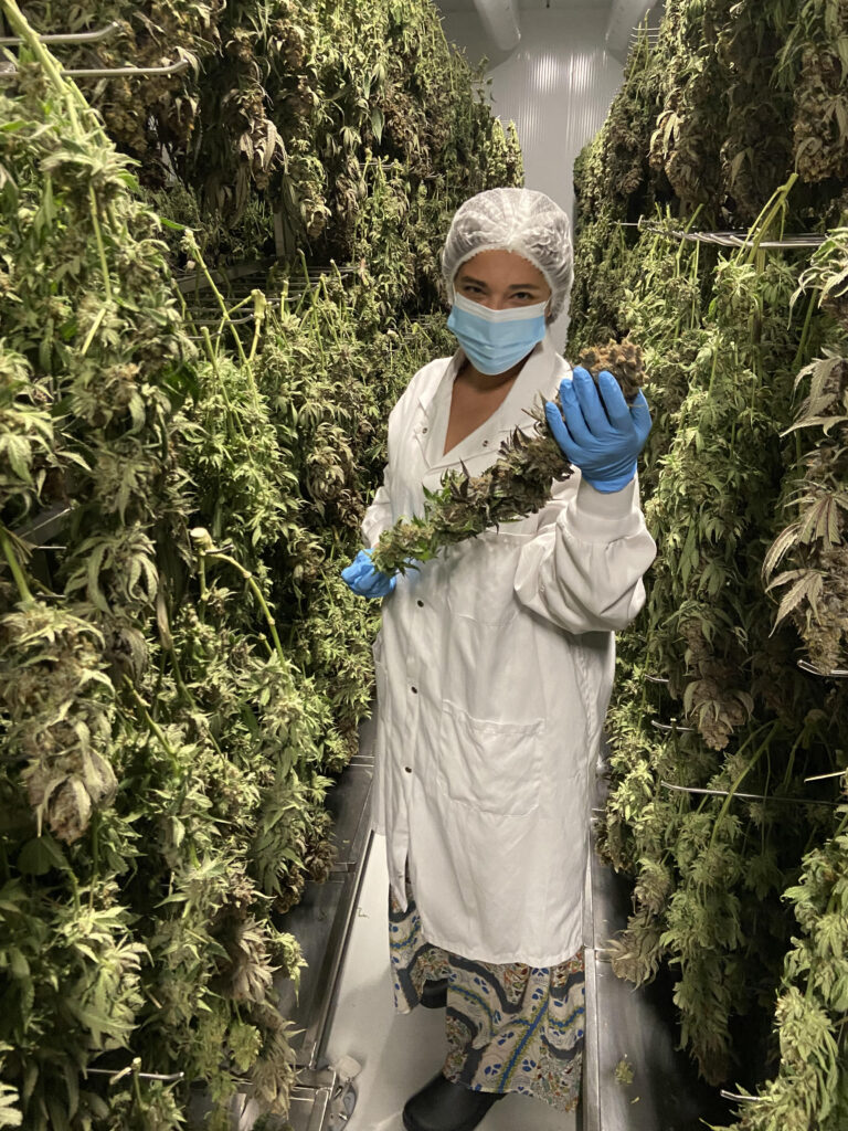 woman in a cultivation room holding giant cannabis bud