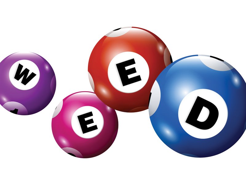 Pot shops want changes to Illinois marijuana lottery – Crain’s Chicago Business