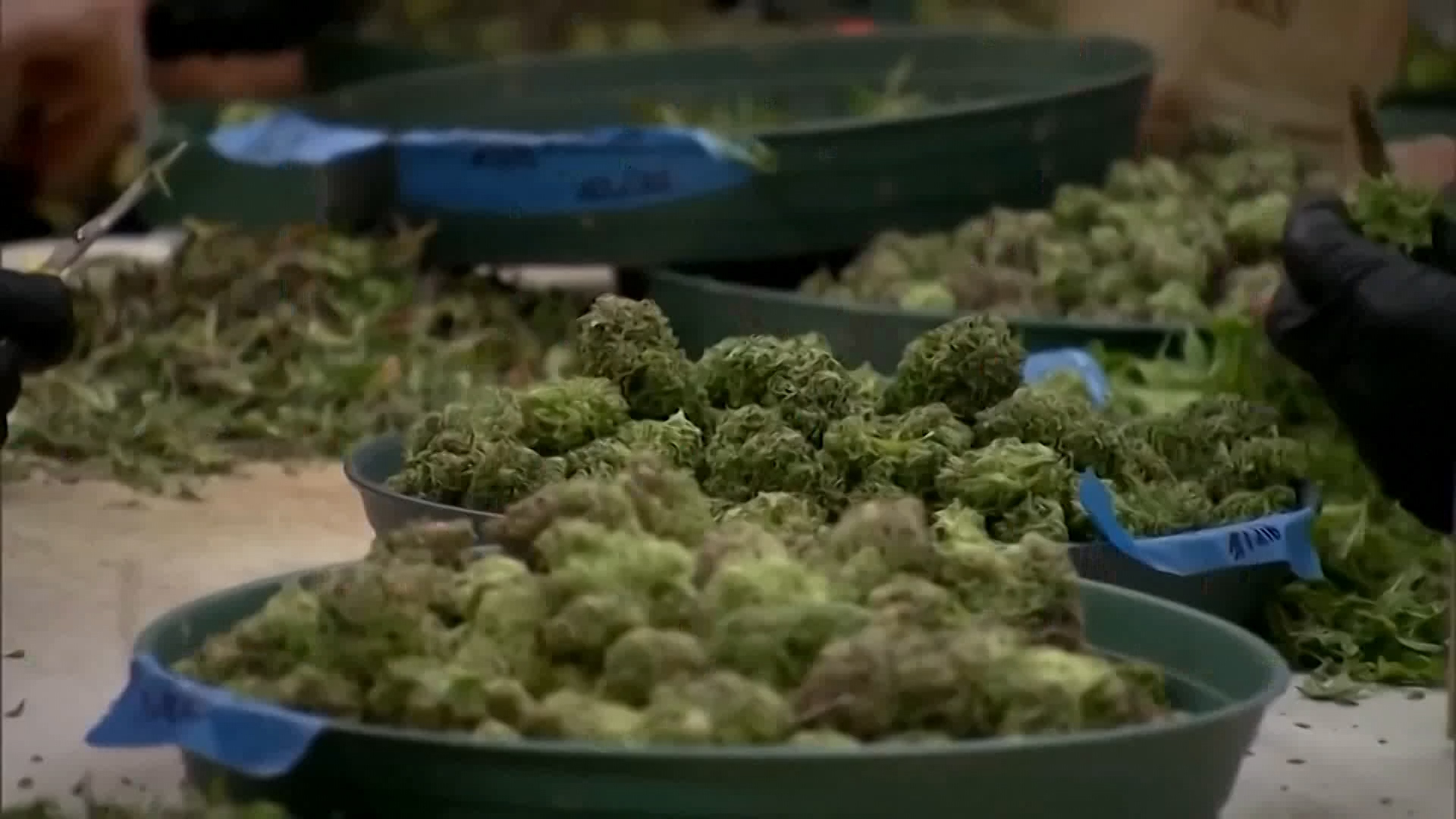 Recreational Marijuana Now Legal in Connecticut – NBC Connecticut – NBC Connecticut