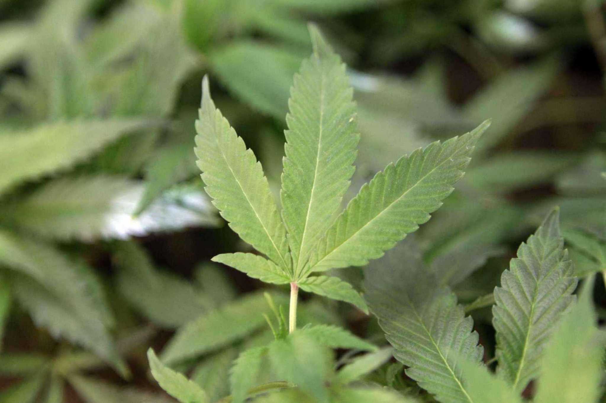 Cannabis company acquires CT dispensaries as state launches recreational pot program – CT Insider