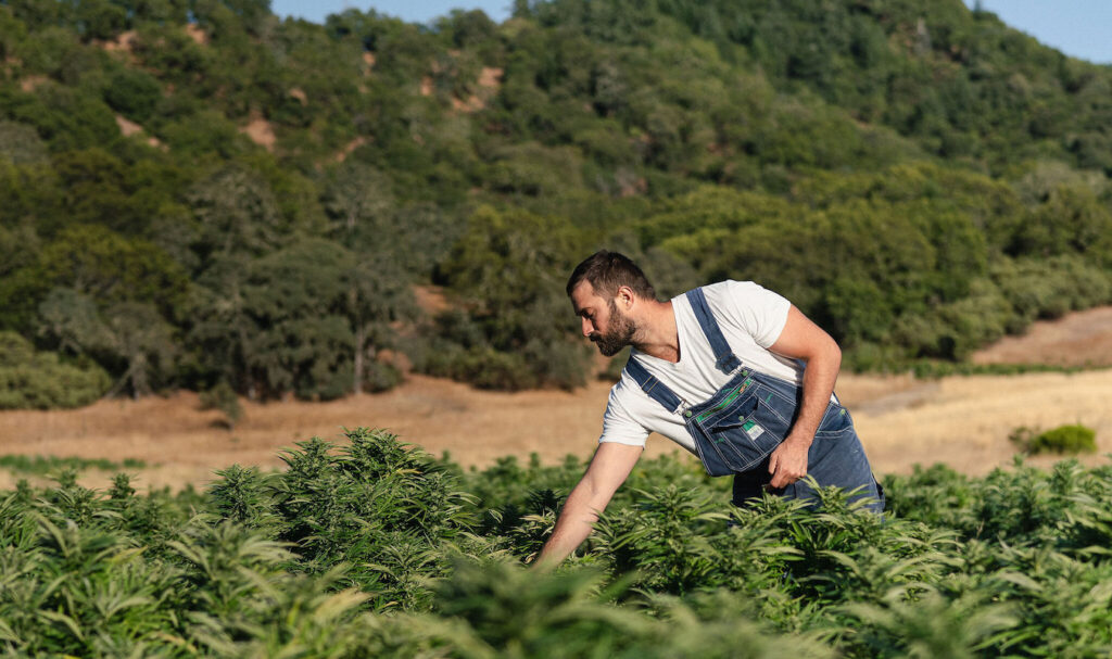 price of an ounce of weed