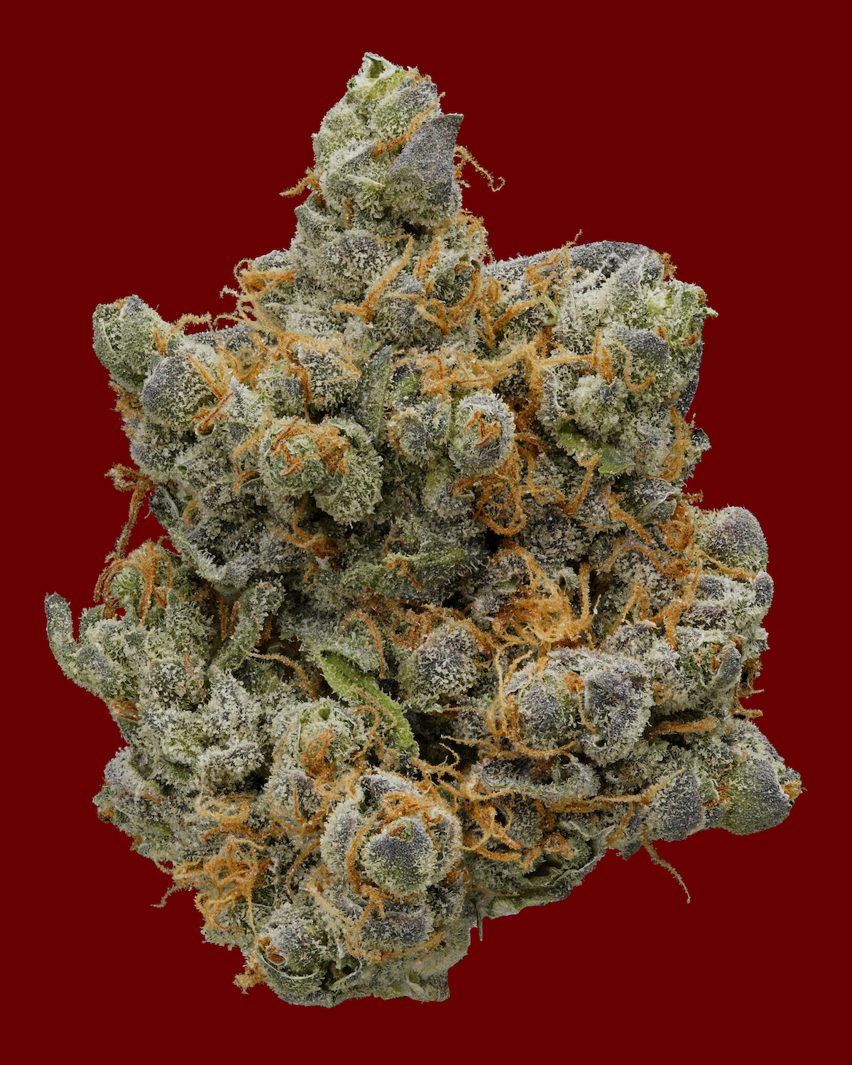 Runtz crosses are so hot right now. Tiki Madman’s Forbidden Runtz. (Courtesy Freddy’s Fuego)