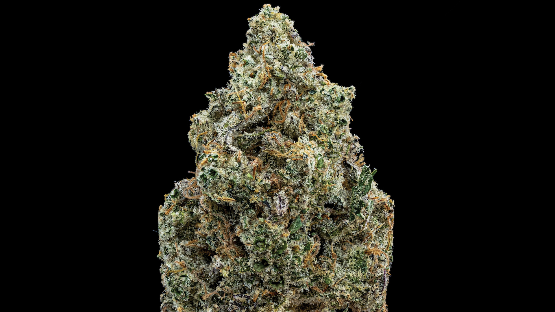 Top-shelf Capulator terps in Colorado. (Courtesy Billo)