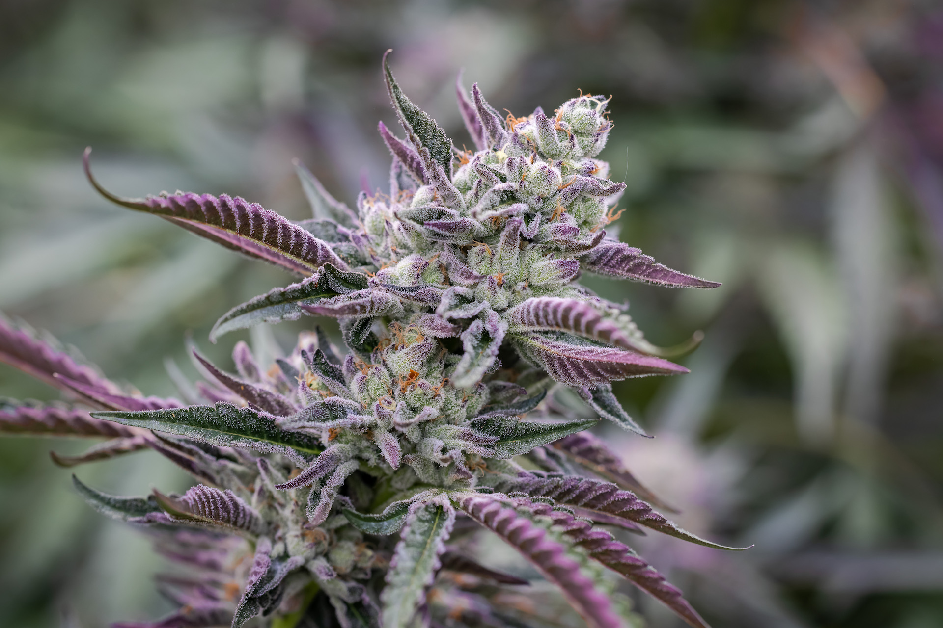 Ridgleline’s 2021 outdoor Runtz is the way. (Photo by Redwood Country Photos, Courtesy Ridgeline Farms)