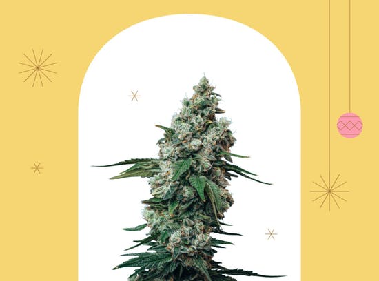 Acai Berry Gelato weed by Dunn Cannabis