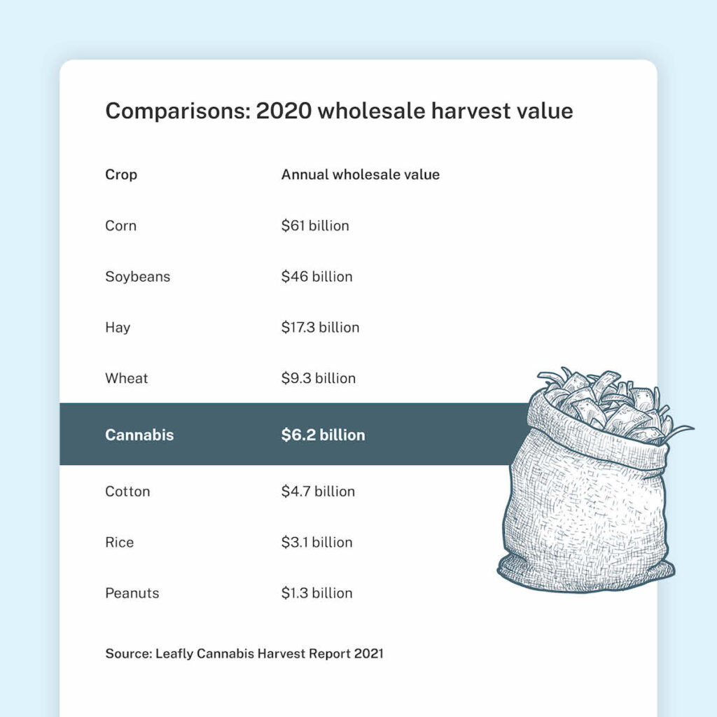 A crop value comparison table showing cannabis from 11 active legal states as ranking 5th in the nation against corn and other crops.