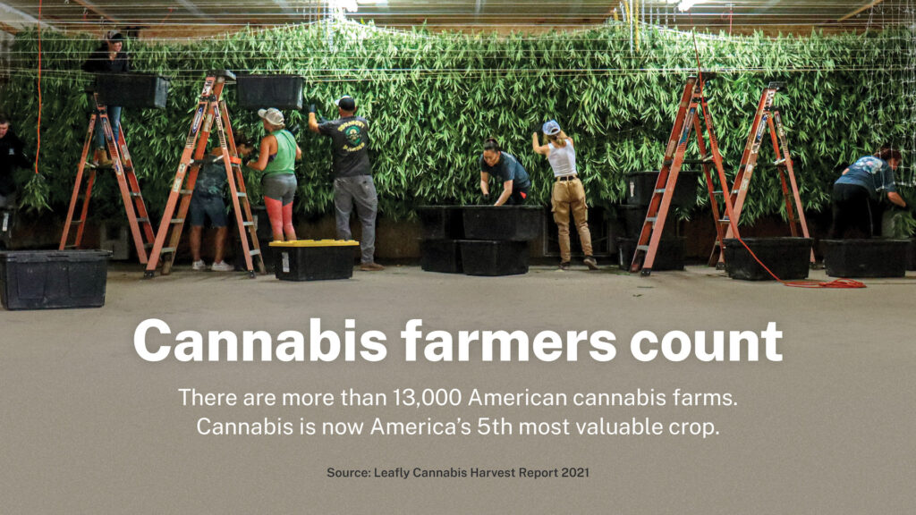 (Leafly graphic/Photo courtesy Rimrock Farms, CA)