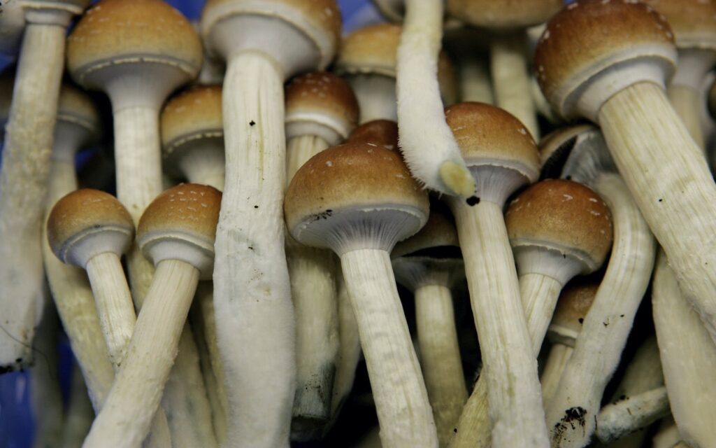 psychedelic-mushrooms