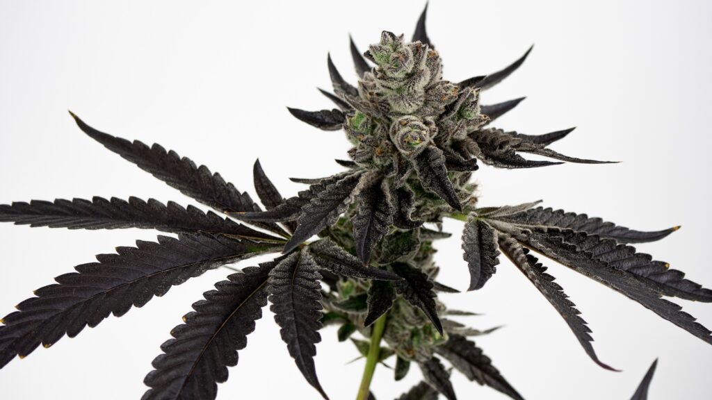 Slap n Tickle freshly harvested at Bountiful Farms. (Courtesy Bountiful Farms)