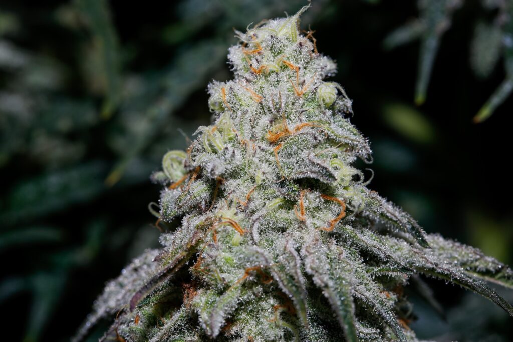 A picture of Award-winning Revolution cannabis MAC and Cheese cross by Capulator for 2021. Sparkling ripe bud glistens on the branch in the dark (Courtesy Revolution)
