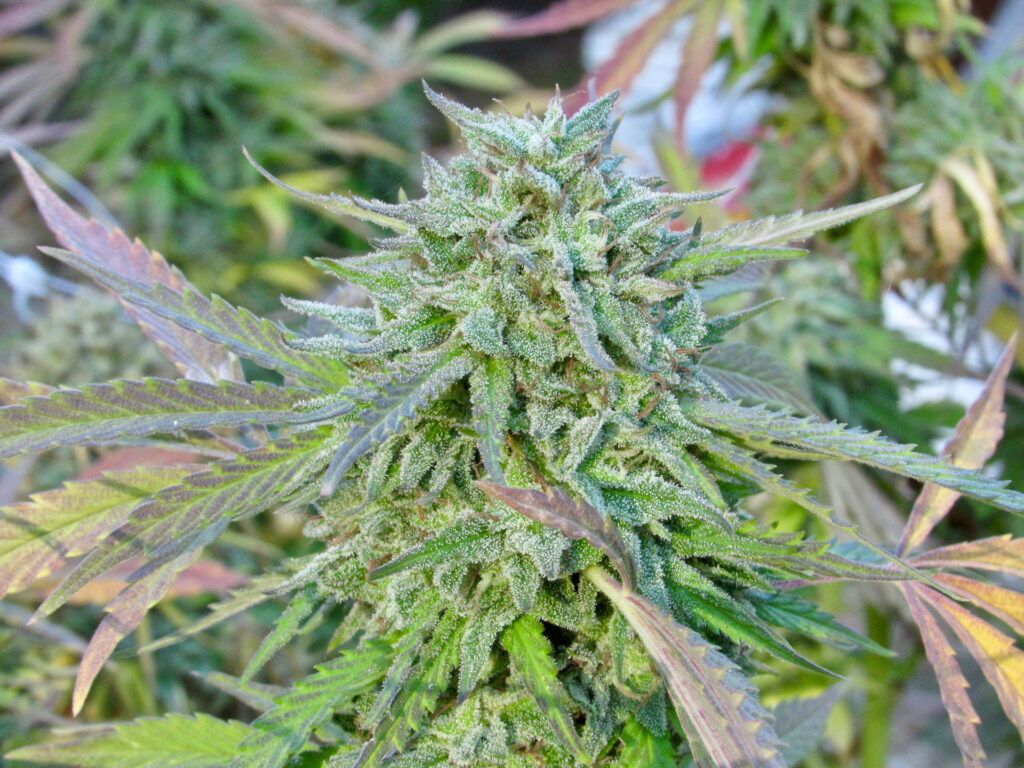 A big green Hella Jelly nug with leaves on the branch. (David Downs/Leafly)