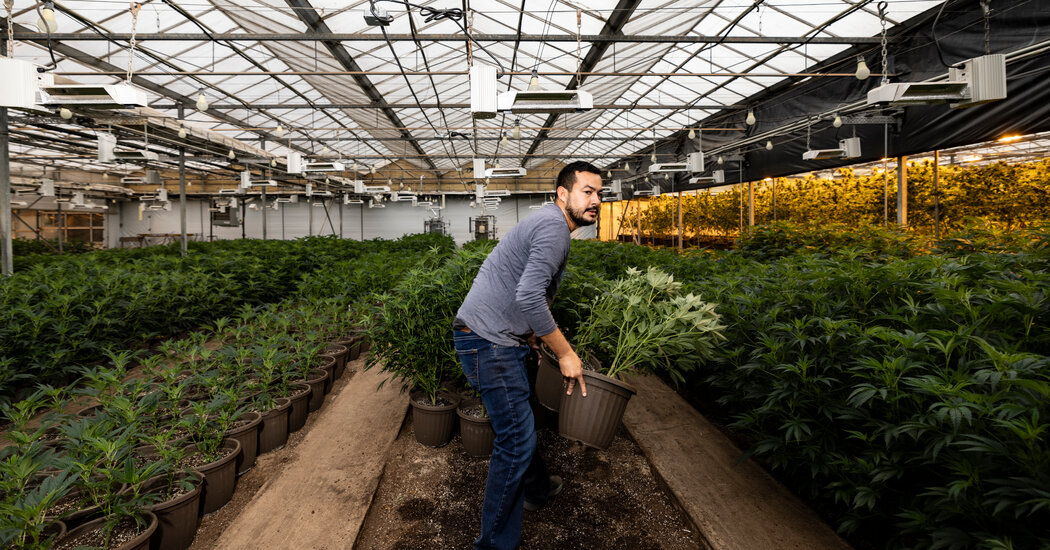 How Oklahoma Became a Marijuana Boom State – The New York Times