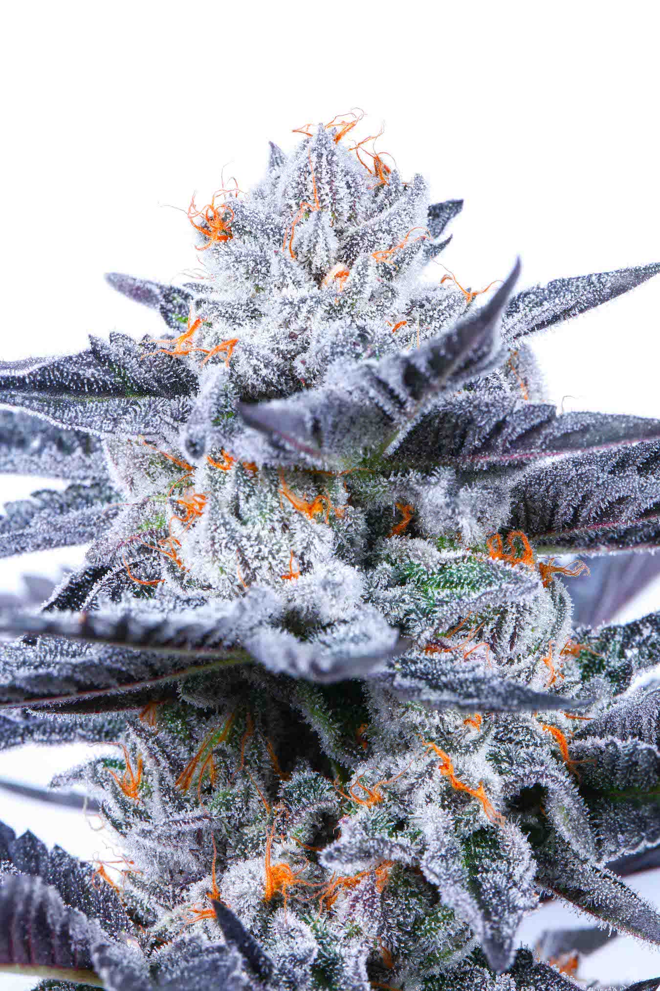 Gushers weed flower (photo by Chewberto courtesy Connected)