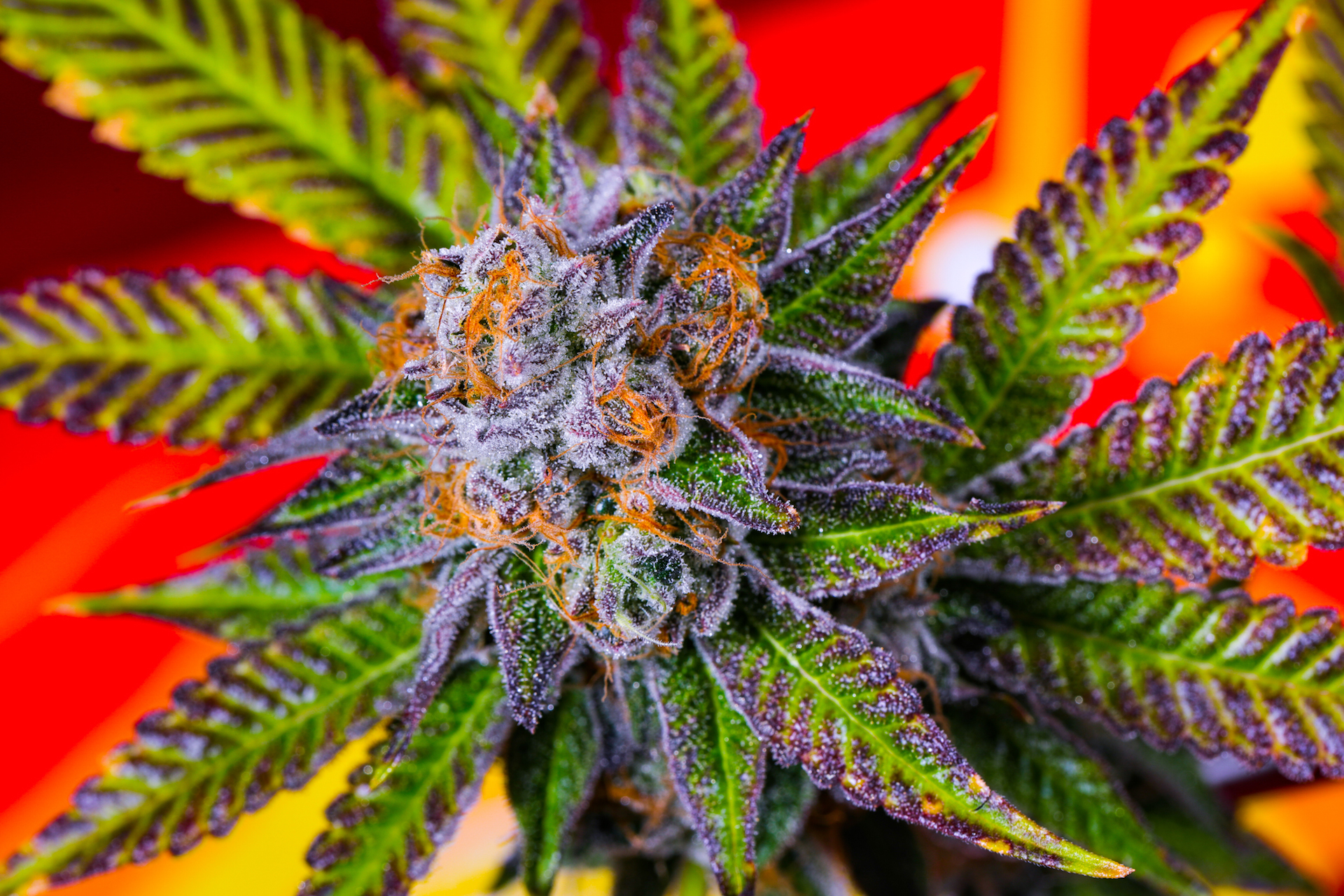 Dosidos marijuana plant