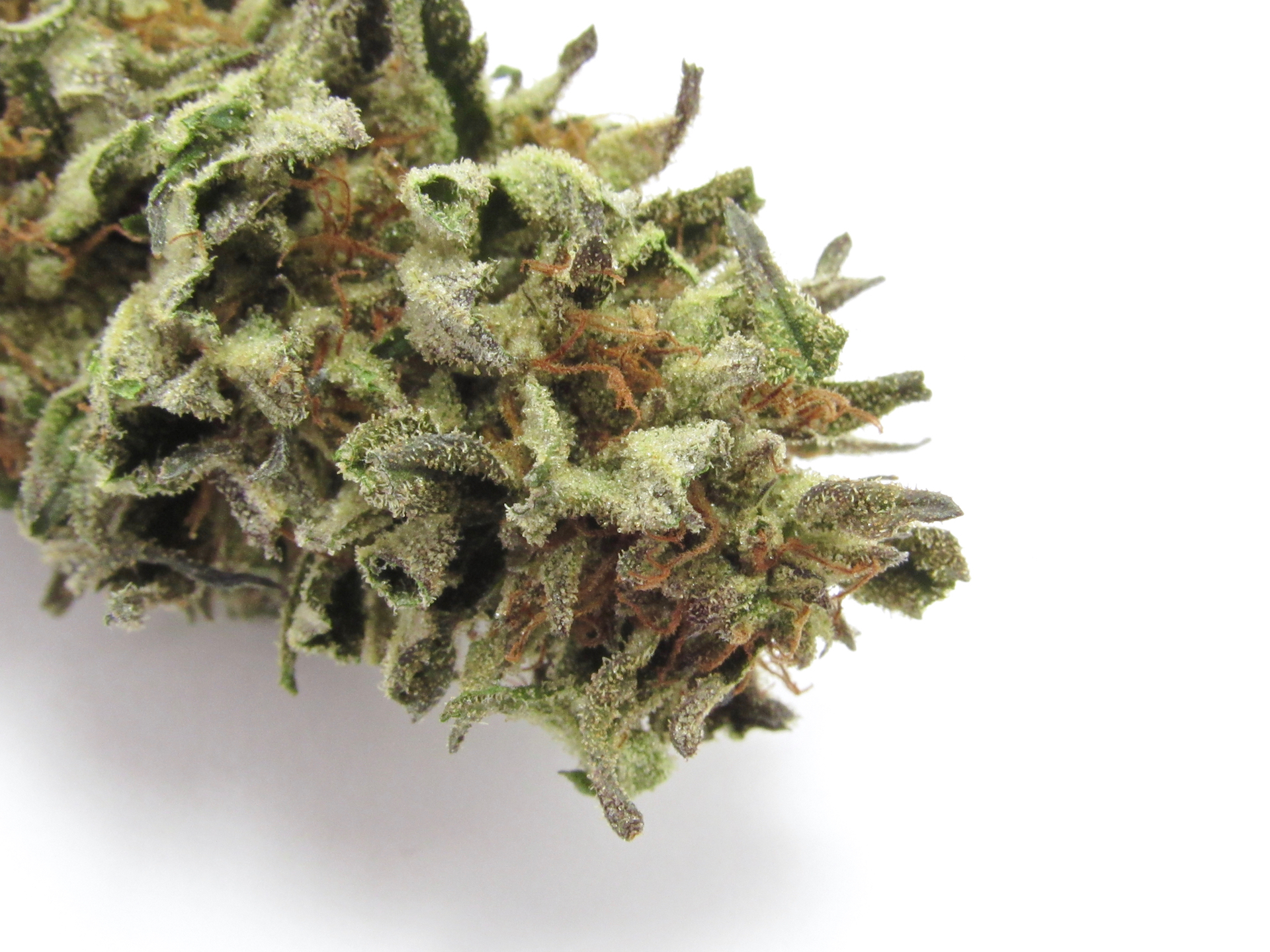 Slurricane ix outdoors 2021. (David Downs/Leafly)