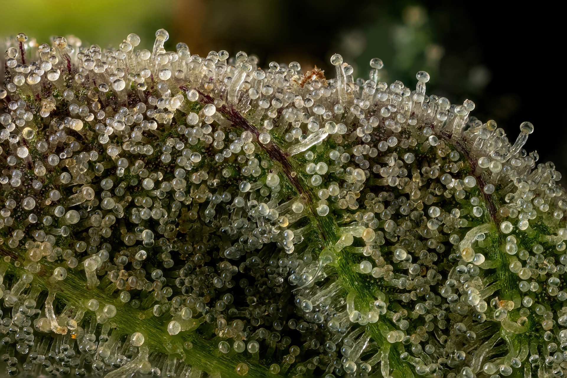 Dosidos weed strain up close, showcasing tightly packed resin glands rich with THC