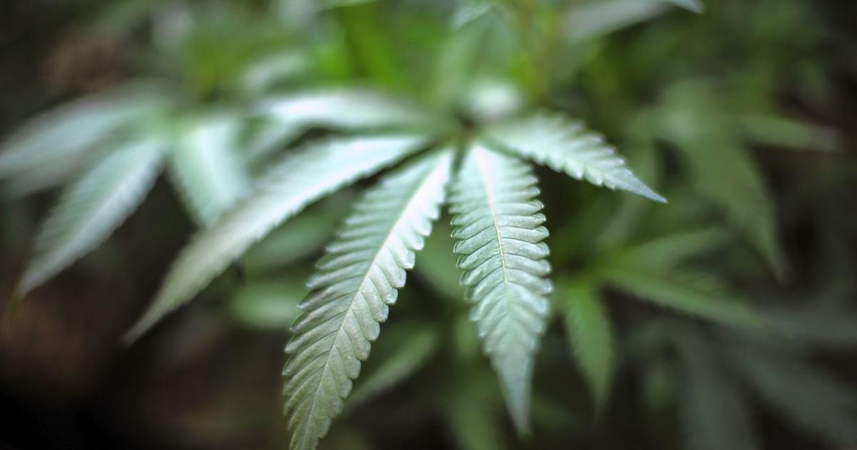 Towns grapple with allowing pot sales | Connecticut & Region | journalinquirer.com – Journal Inquirer