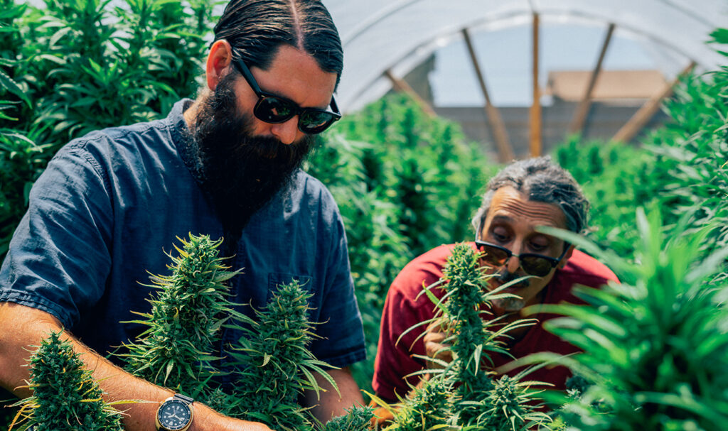 Homegrown Cannabis Co.