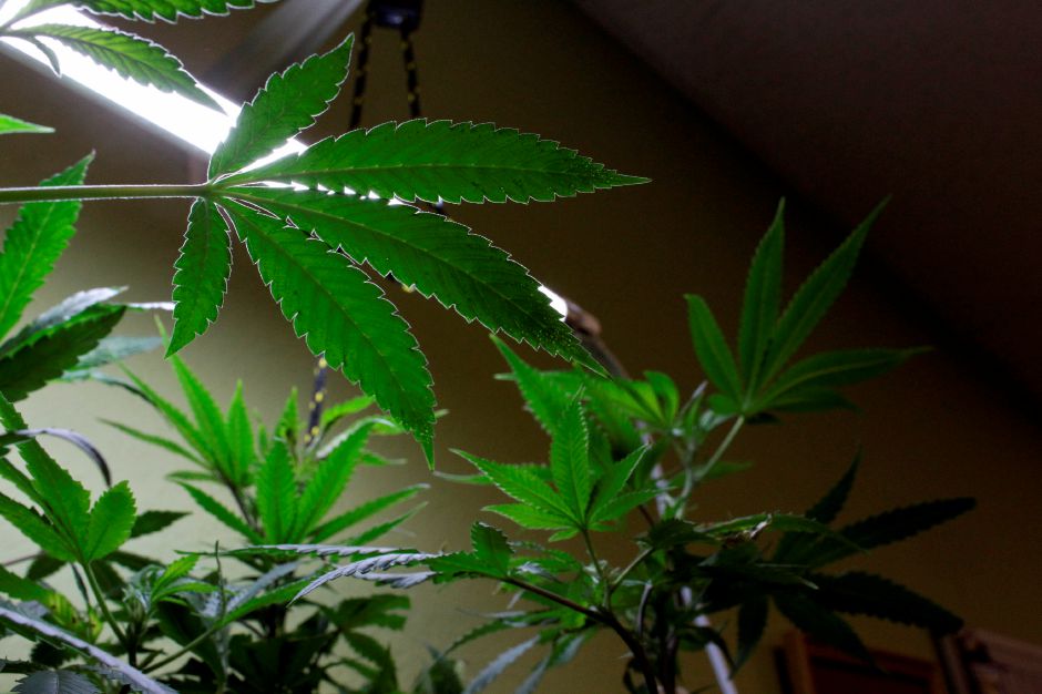 EDITORIAL: Edible marijuana products need safety measures – Meriden Record-Journal