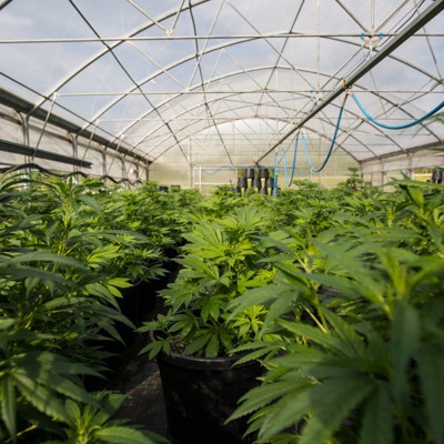 Marijuana Use Can Still Be a Problem for Security Clearance Applicants – GovExec.com