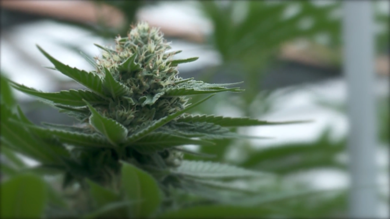 Oklahoma’s booming medicinal marijuana business has been accompanied by issues during rapid growth according to State Bureau of Narcotics – KFOR Oklahoma City