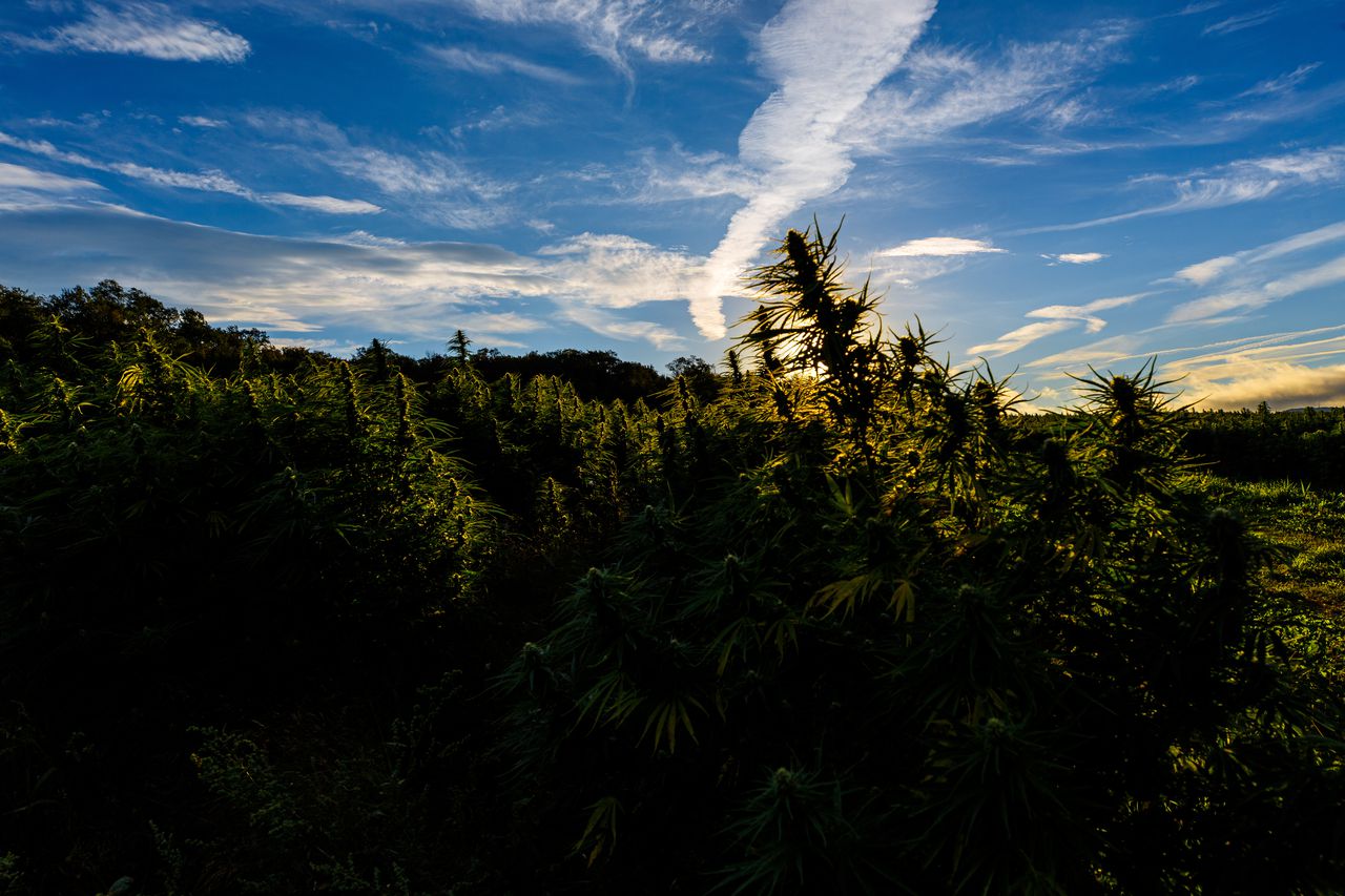 Cannabis farming: Head & Heal CBD in Cortland, N.Y.