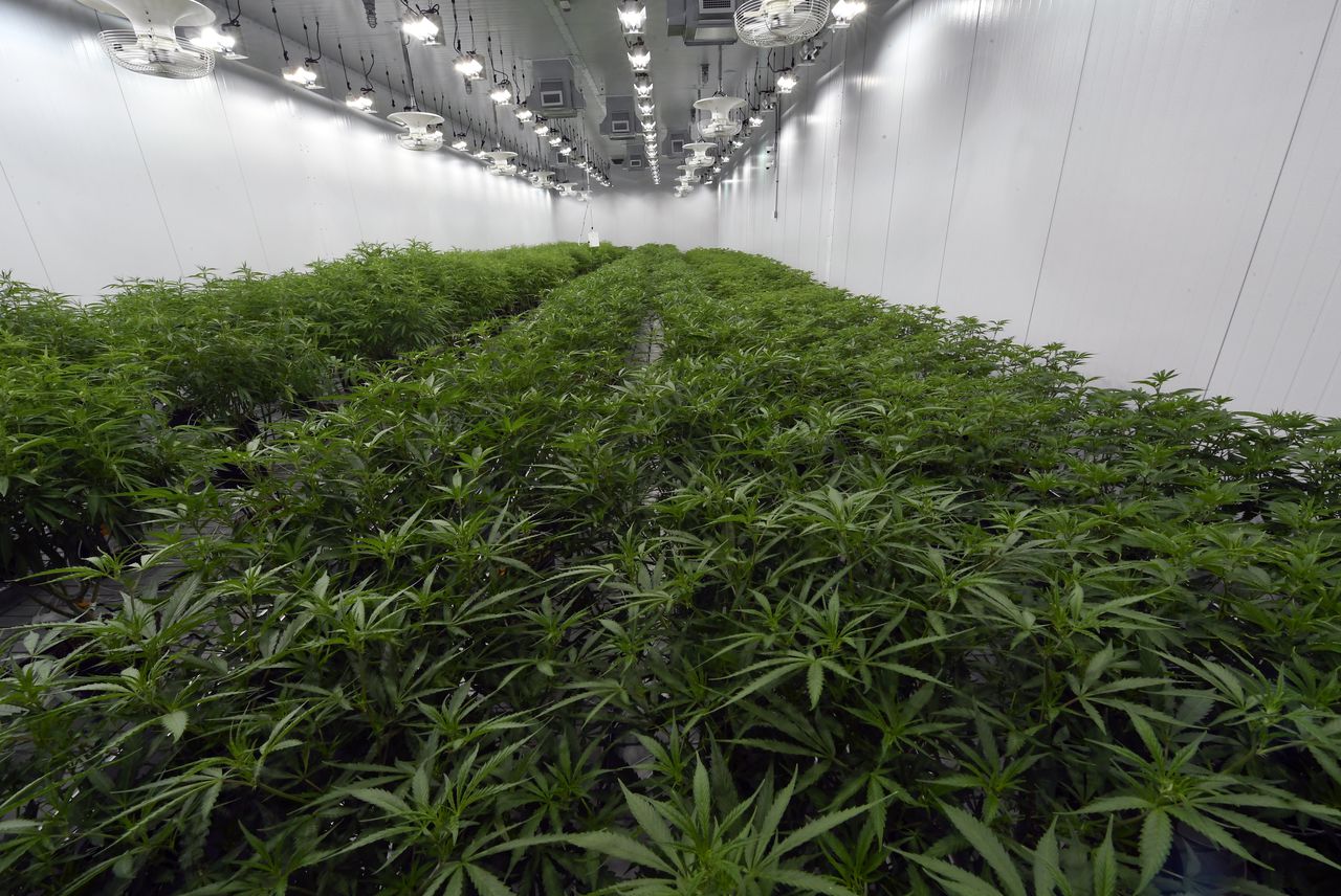 Medical marijuana plants are seen at a growing facility